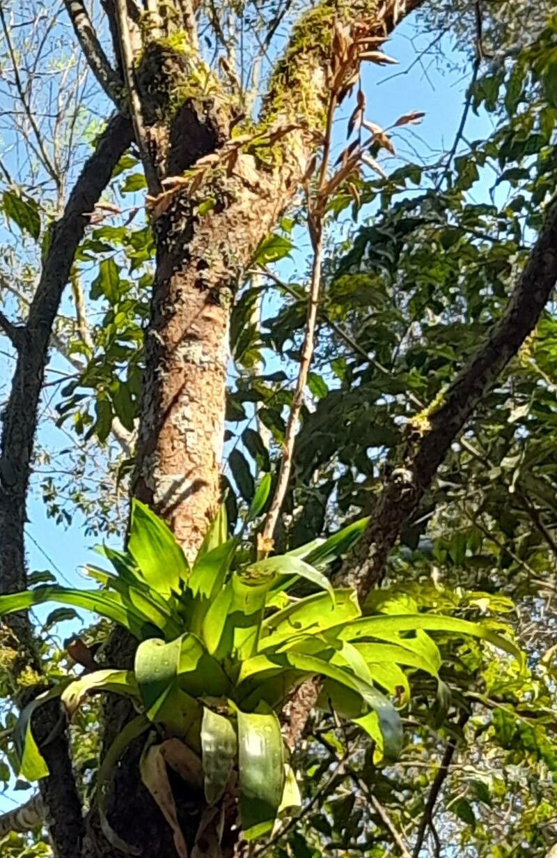 Vriesea friburgensis habit