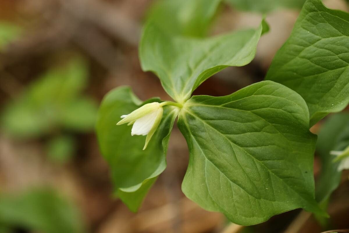 Trillium tschonoskii — search result for 'Trillium'