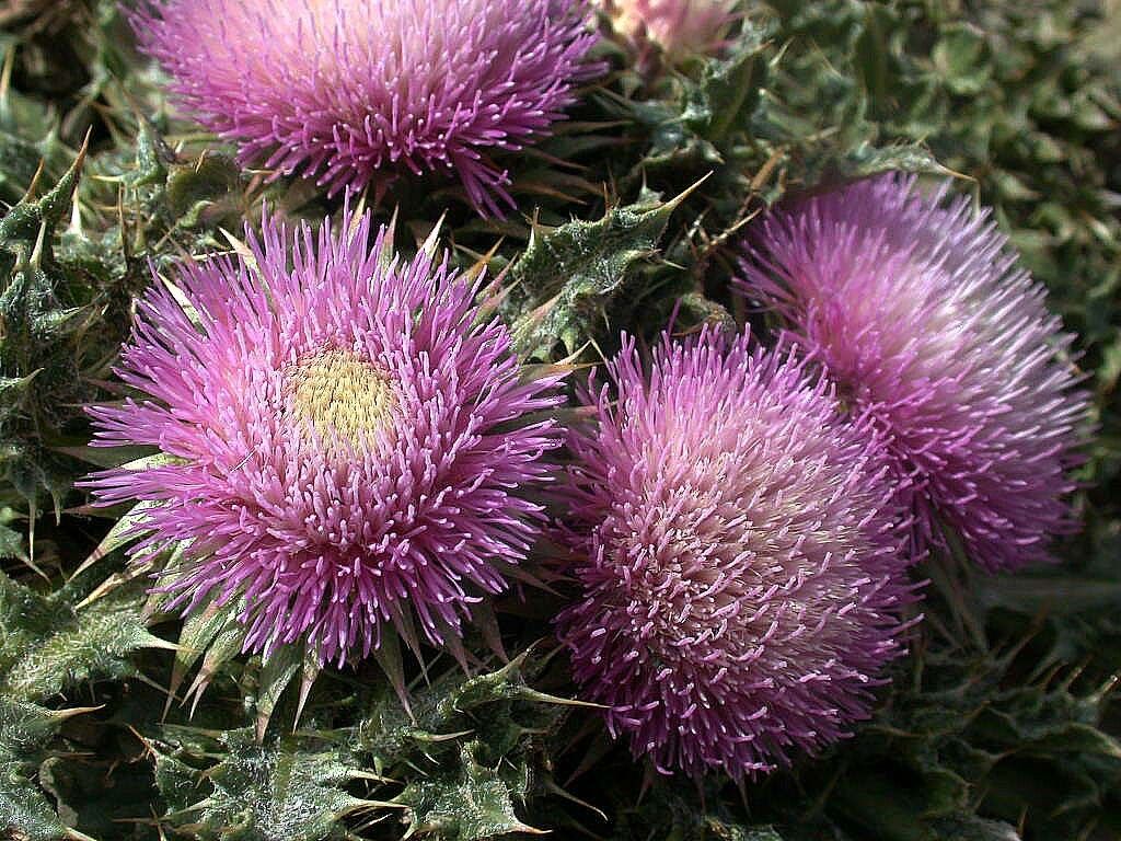 Carduus ballii — search result for 'Carduus'