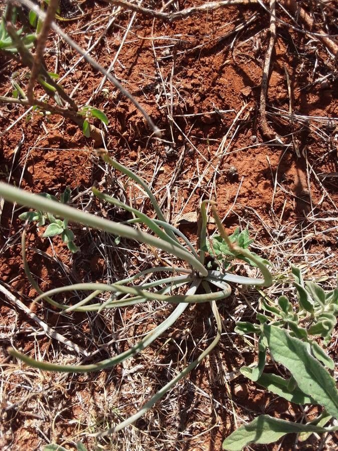 Bulbine abyssinica leaf