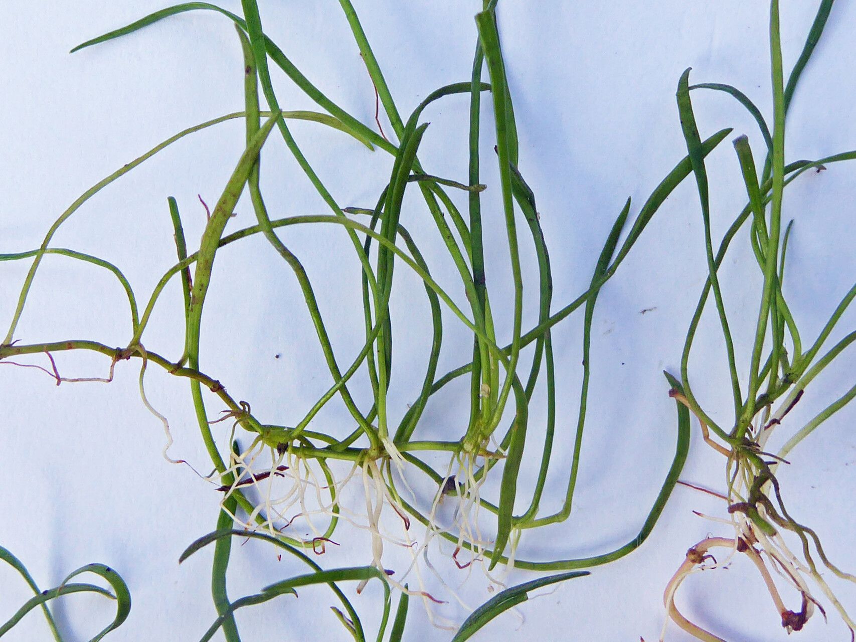 Lilaeopsis mauritiana habit