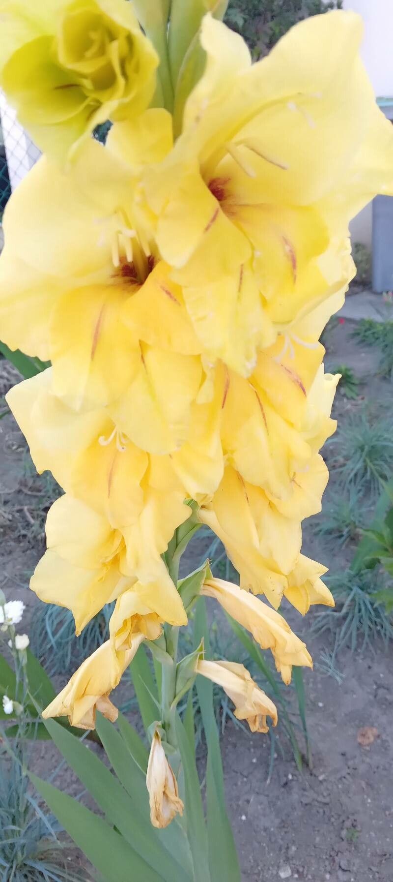 Gladiolus spp. — search result for 'Gladiolus'