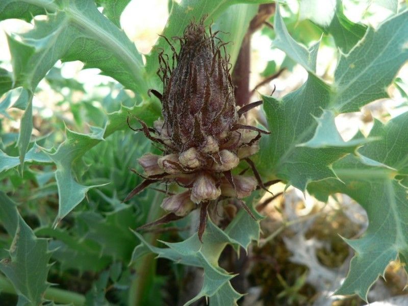 Orobanche amethystea fruit