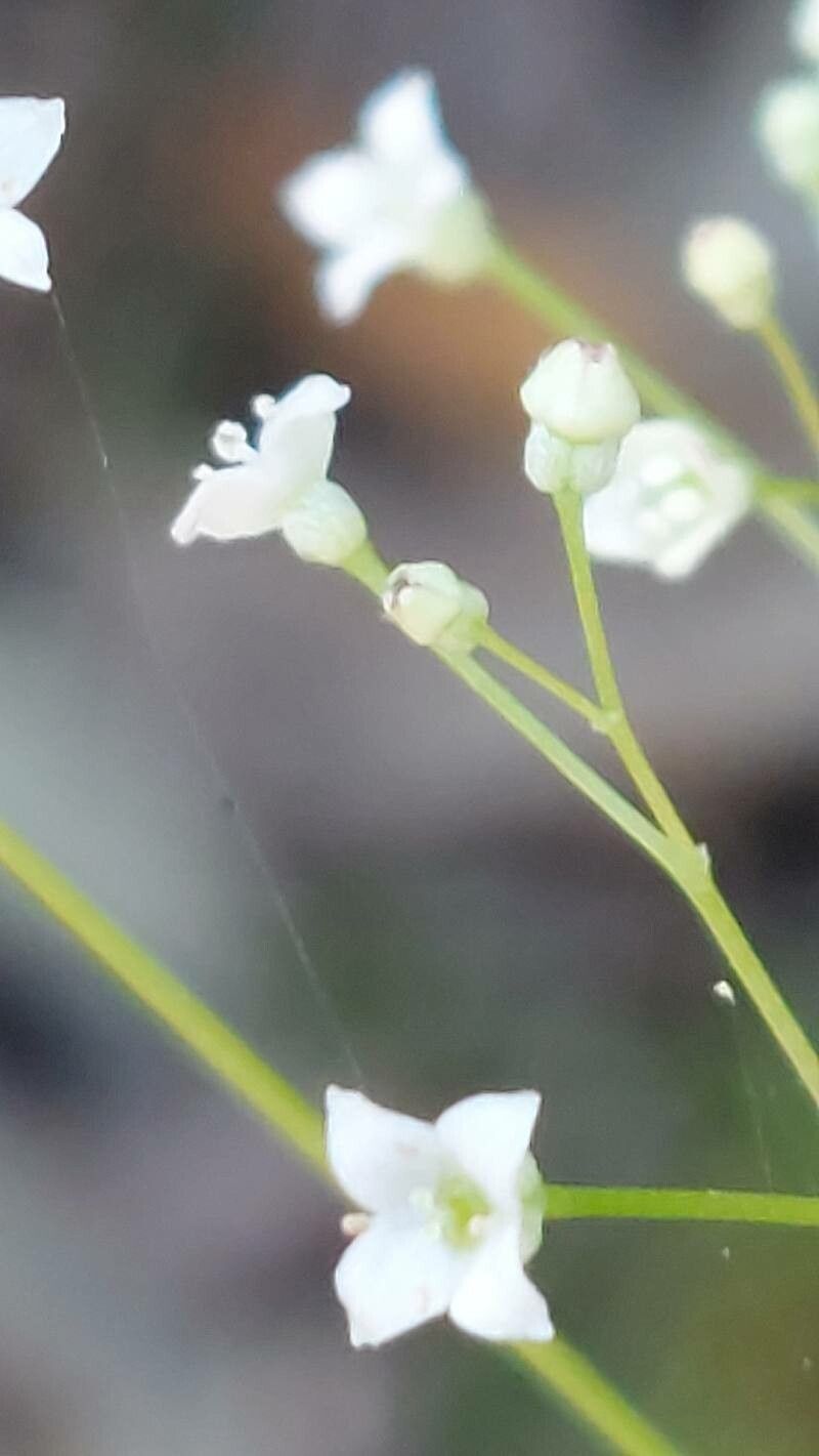 Galium scabrum flower