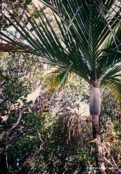 Basselinia humboldtiana habit