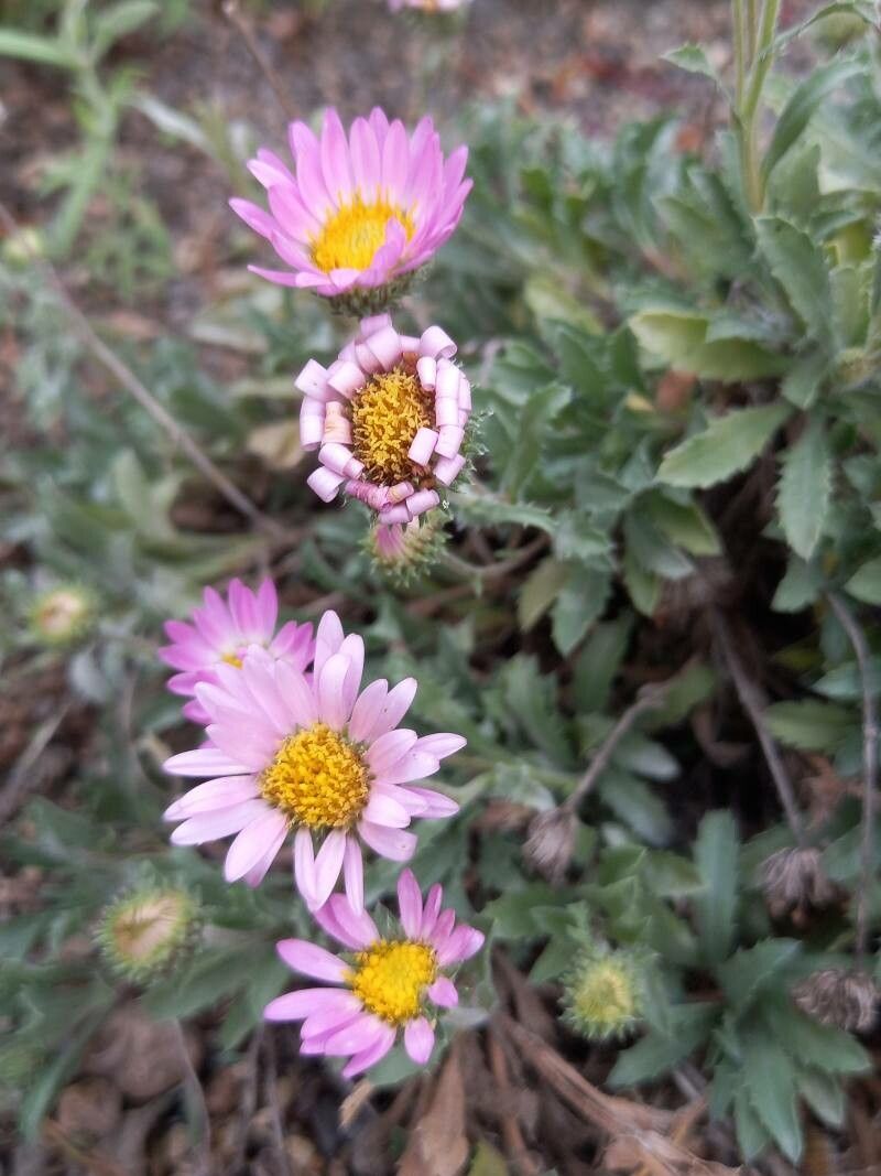 Xanthisma coloradoense flower