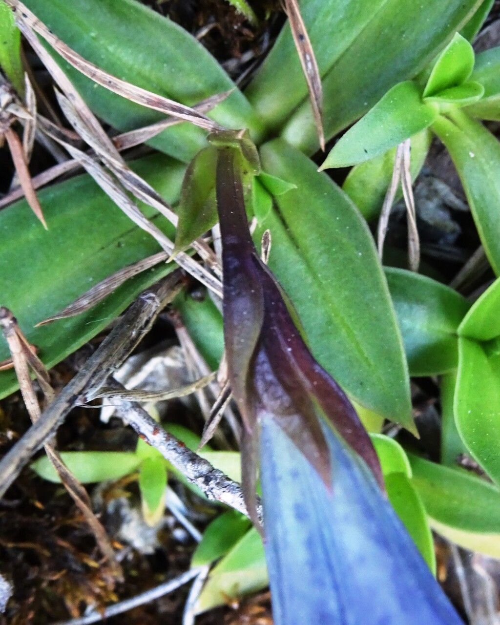 Gentiana clusii other