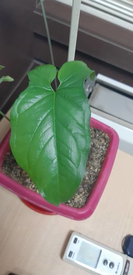 Syngonium angustifolium