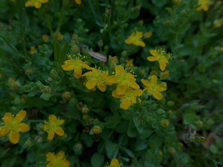 Hypericum scouleri habit