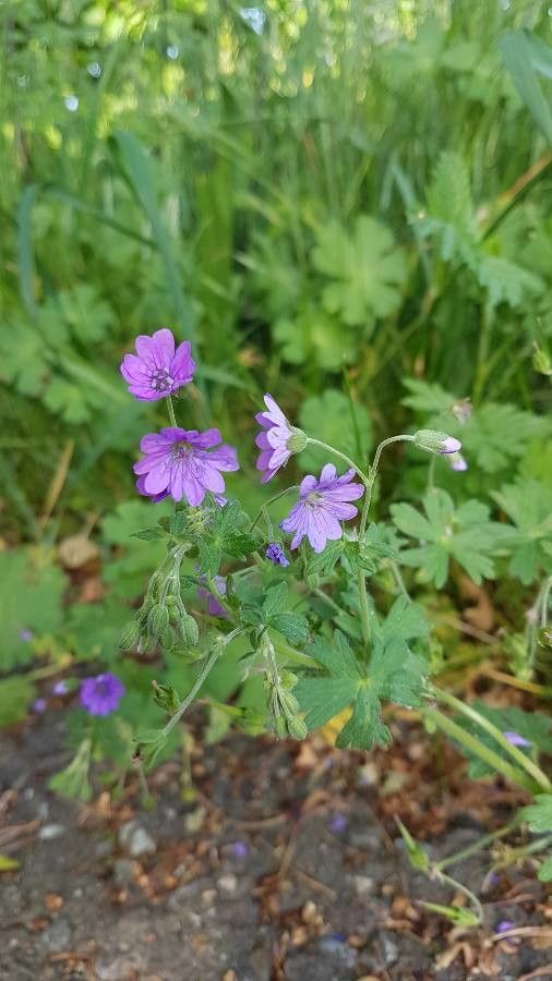 Geranium argenteum flower