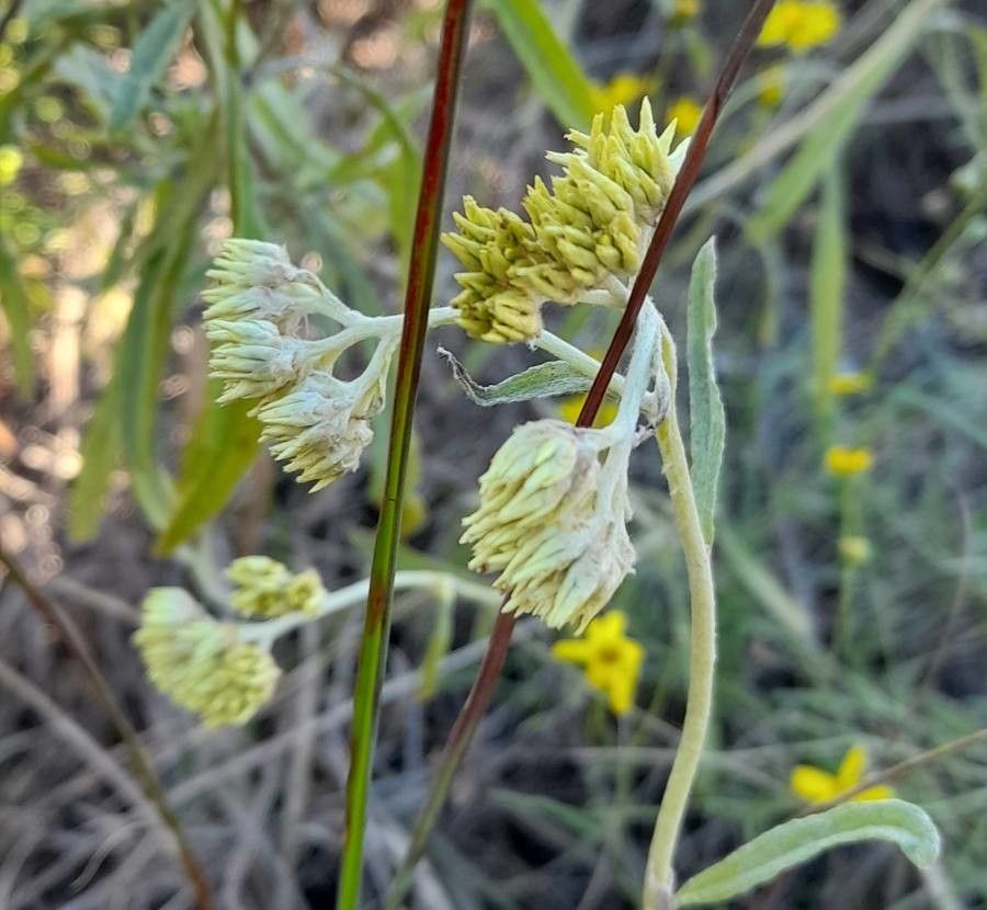 Achyrocline tomentosa flower