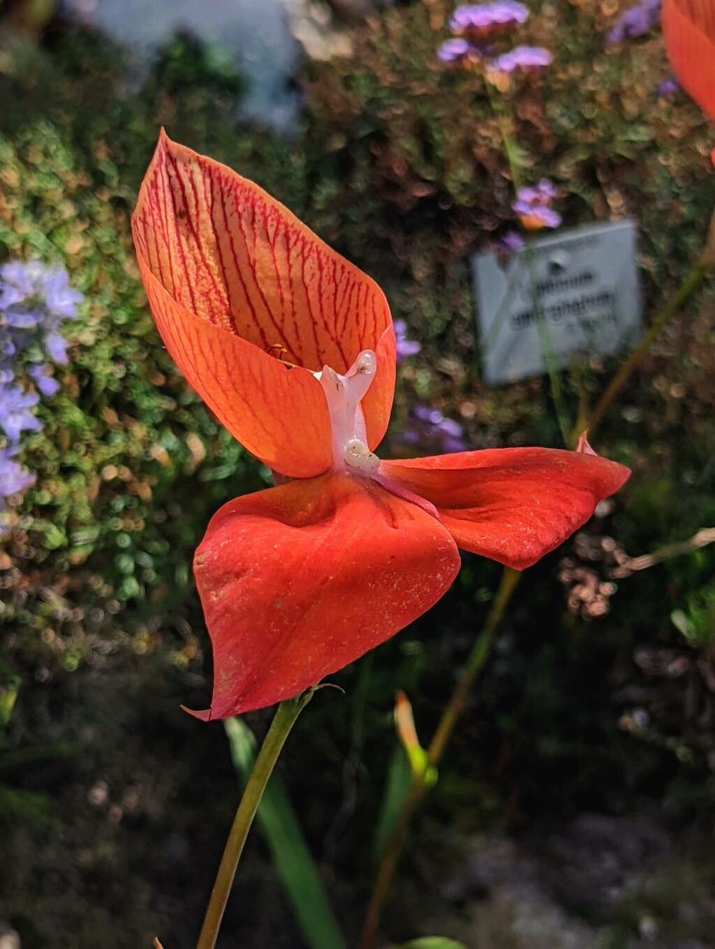 Disa uniflora flower