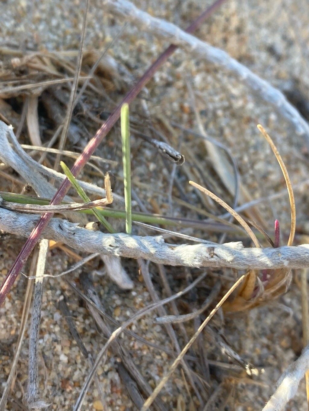 Astragalus trifoliatus bark