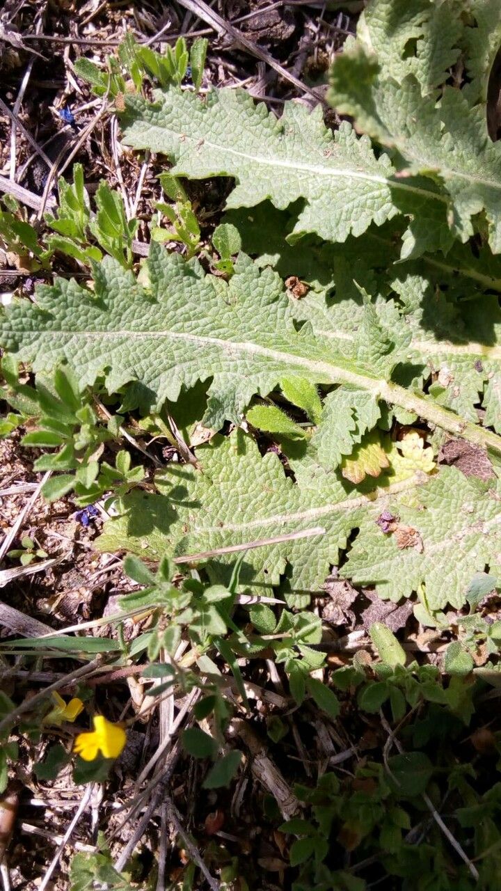 Salvia verbenaca leaf