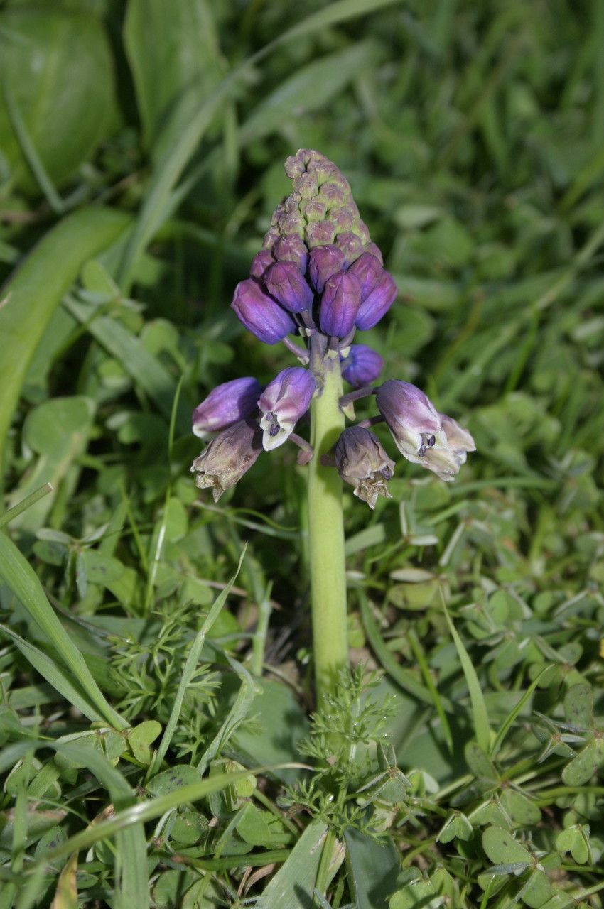 Bellevalia mauritanica flower