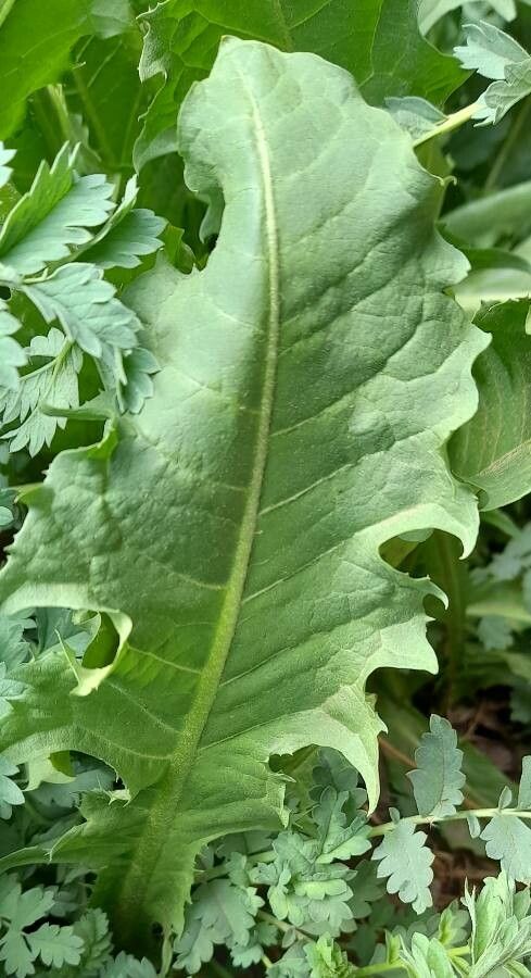 Chondrilla taraxacum — search result for 'Taraxacum'