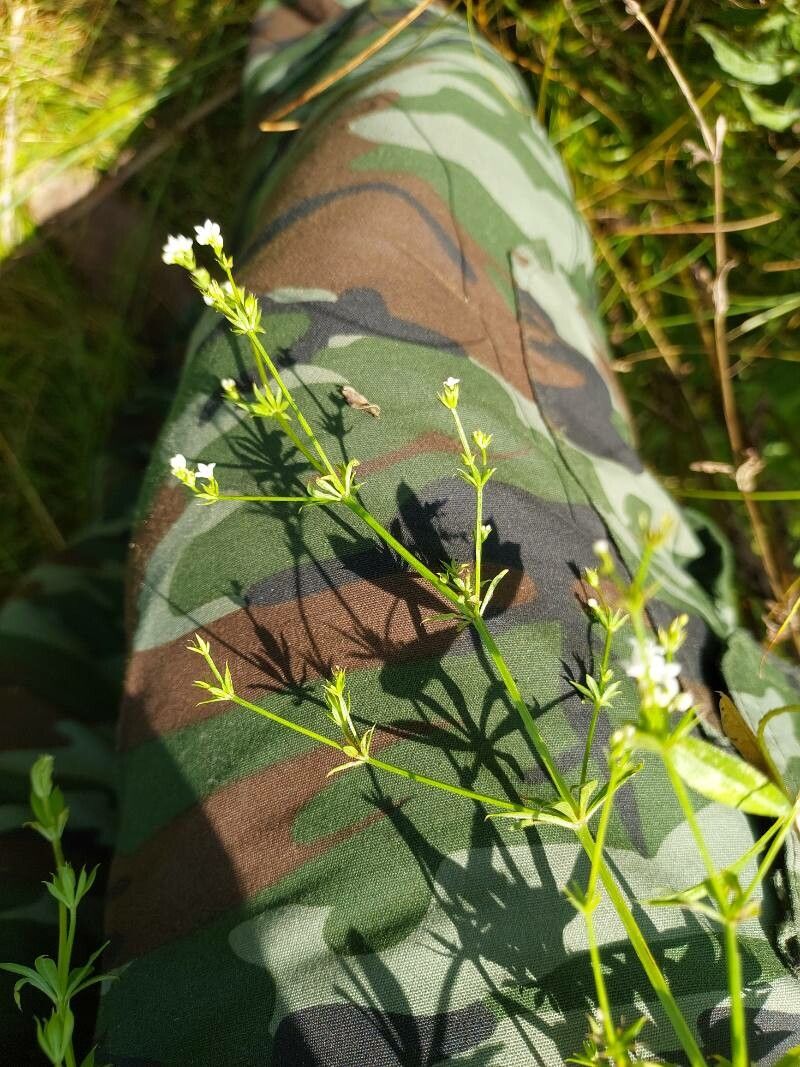 Galium rivale flower