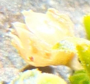 Cerastium crassipes flower