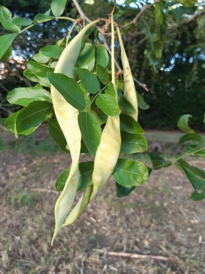 Gleditsia sinensis fruit