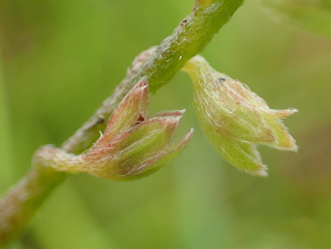 Myosotis scorpioides fruit