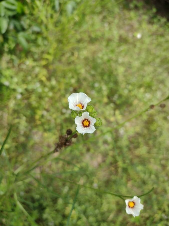 Sida linifolia flower
