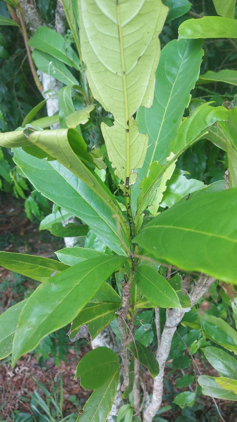 Cordia magnoliifolia — houseplant care guide