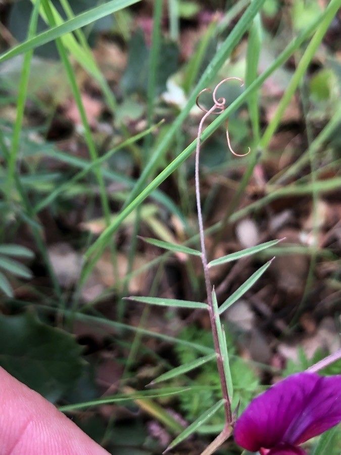 Vicia peregrina leaf