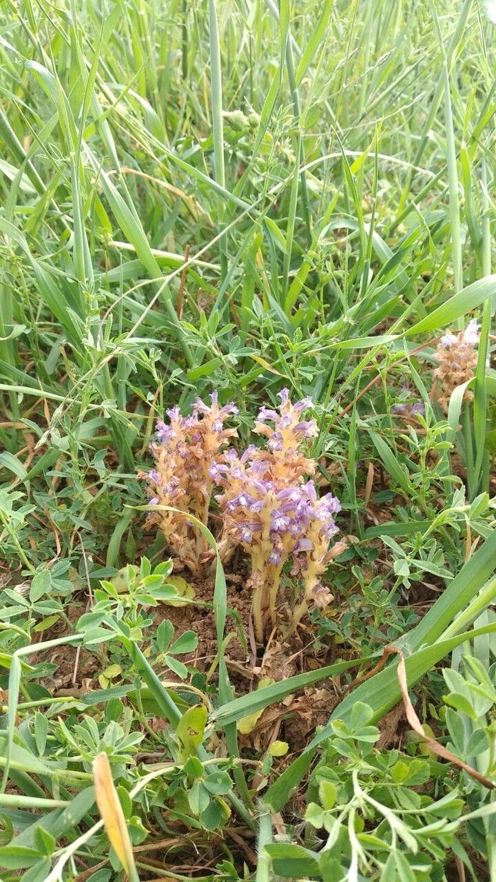 Orobanche resedarum other