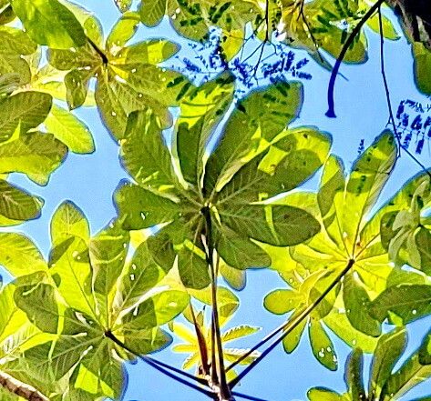 Cecropia hololeuca — search result for 'Cecropia'