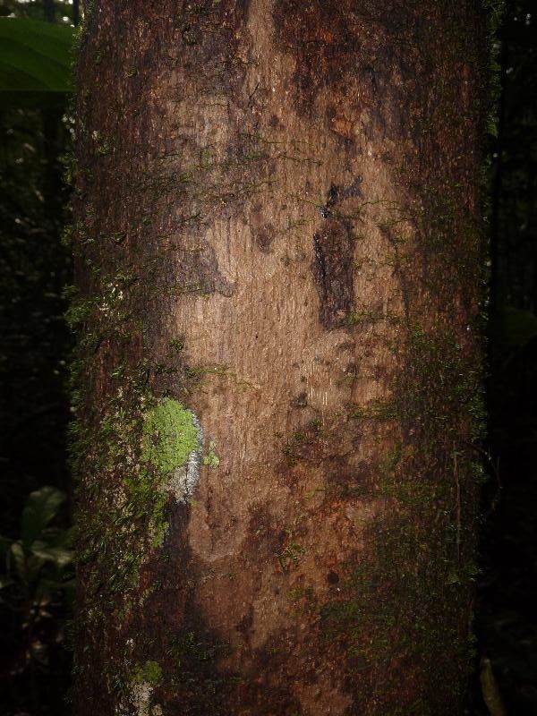 Margaritaria nobilis bark