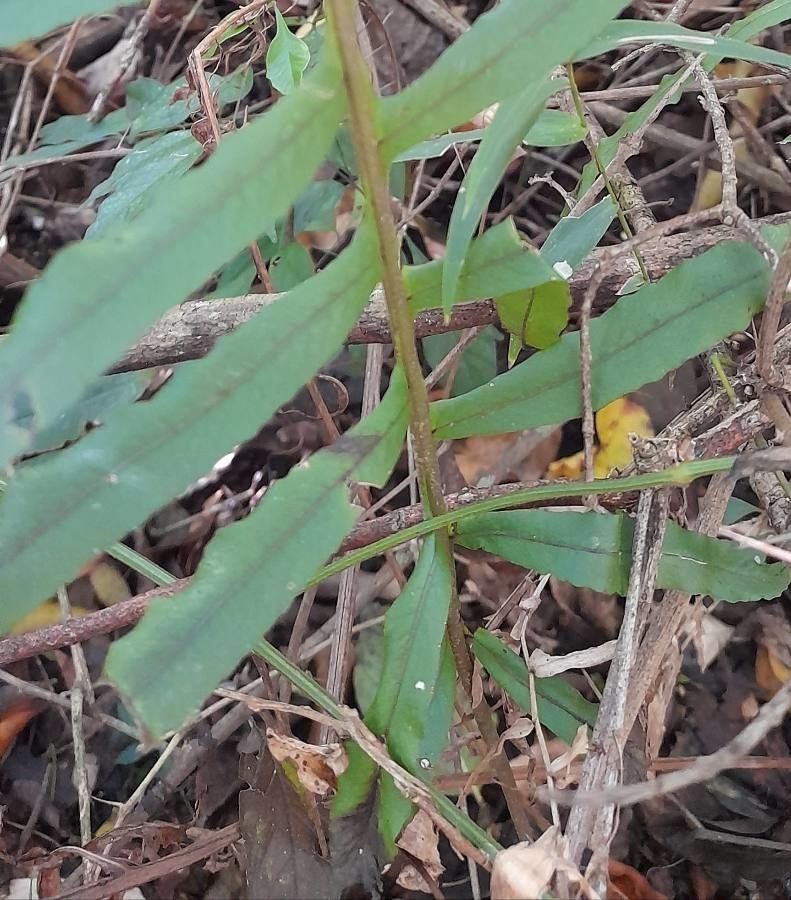Serpocaulon vacillans — search result for 'Serpocaulon'