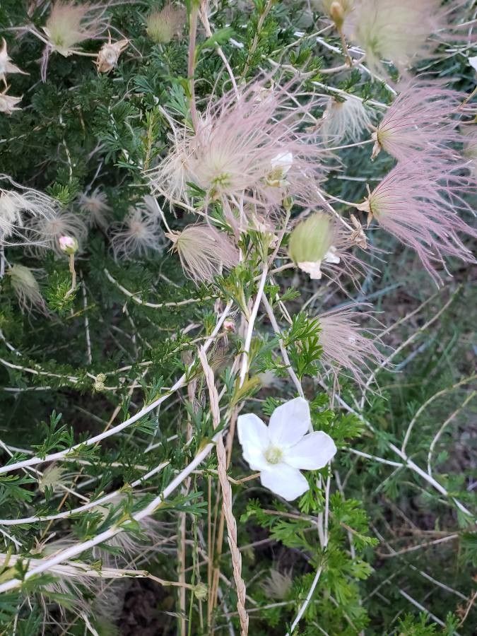 Fallugia paradoxa flower