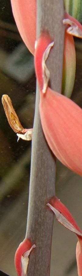 Gasteria batesiana bark