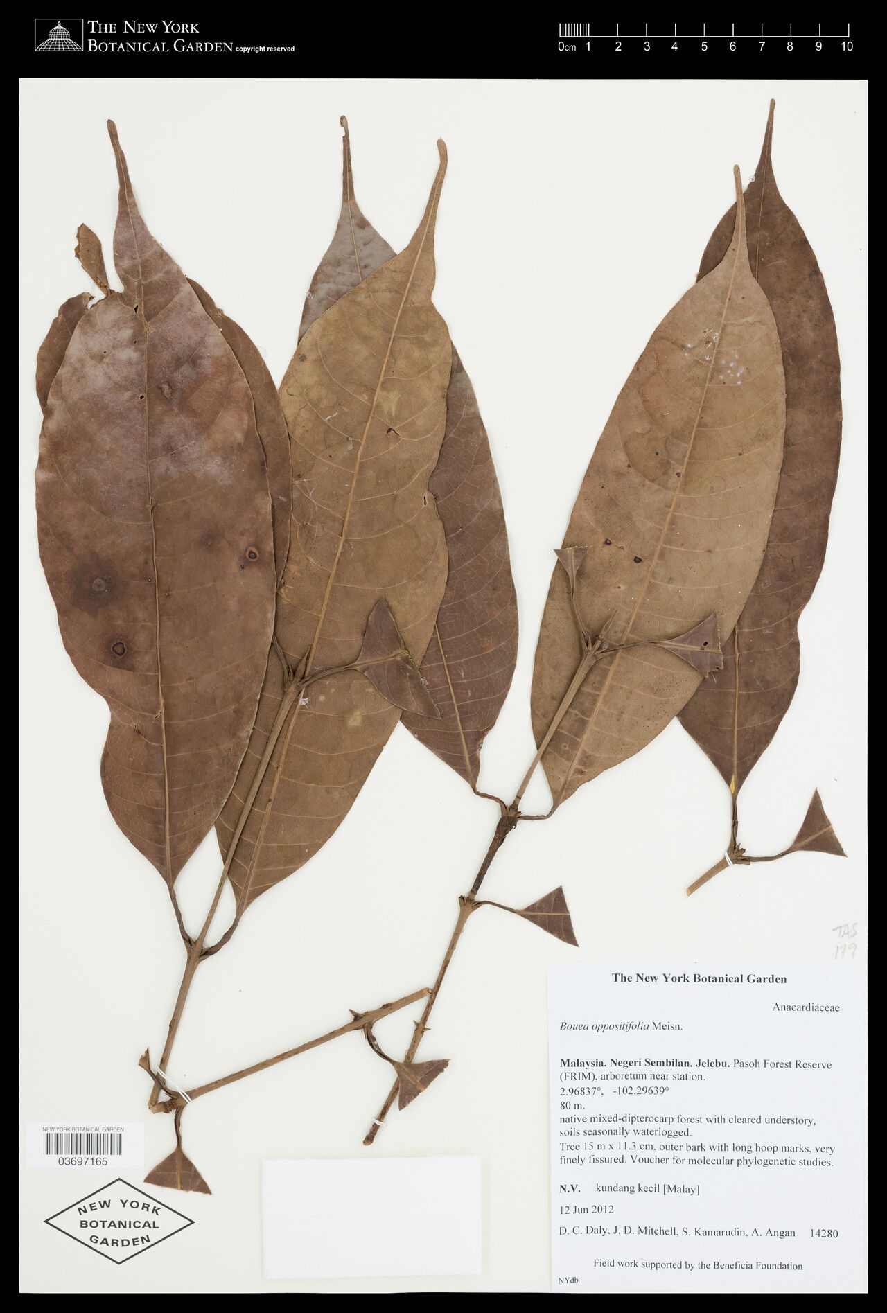 Bouea oppositifolia leaf