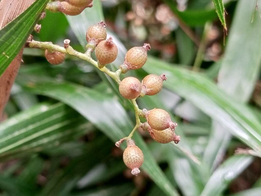 Calamus rheedei fruit