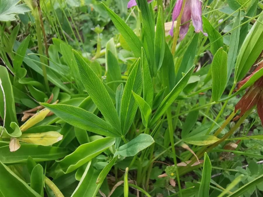 Trifolium alpinum leaf