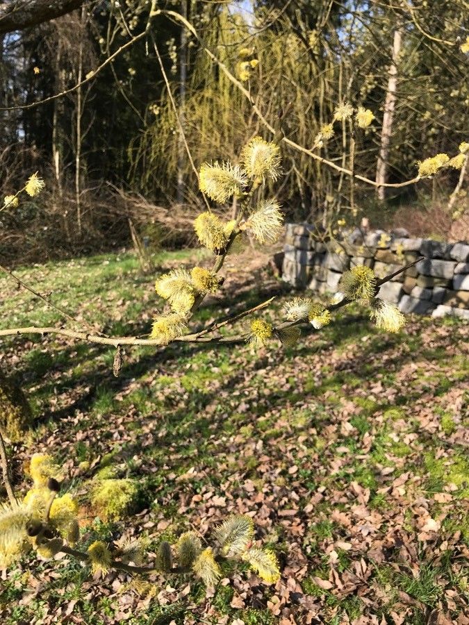 Salix atrocinerea x Salix myrsinifolia — houseplant care guide