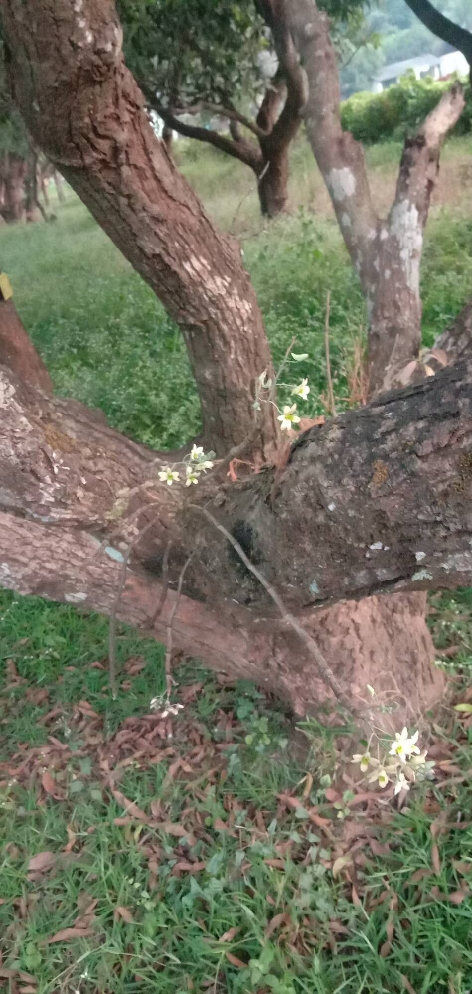 Dendrobium ovatum habit