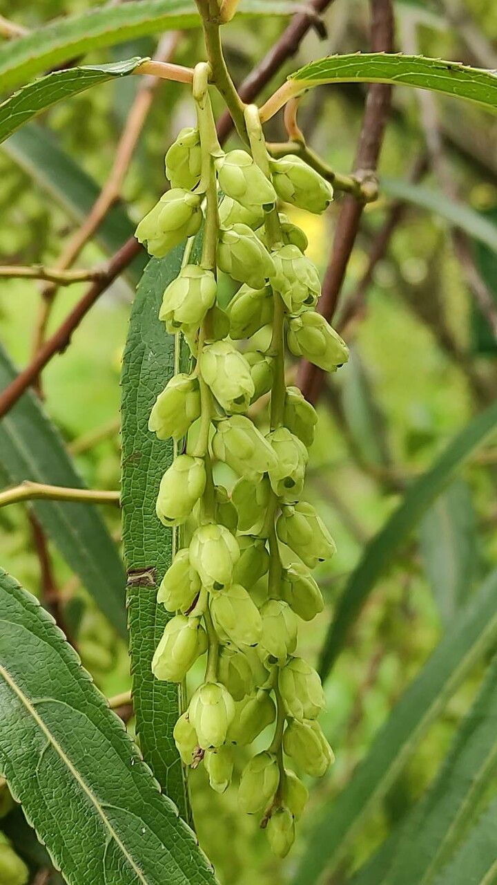 Stachyurus salicifolius flower