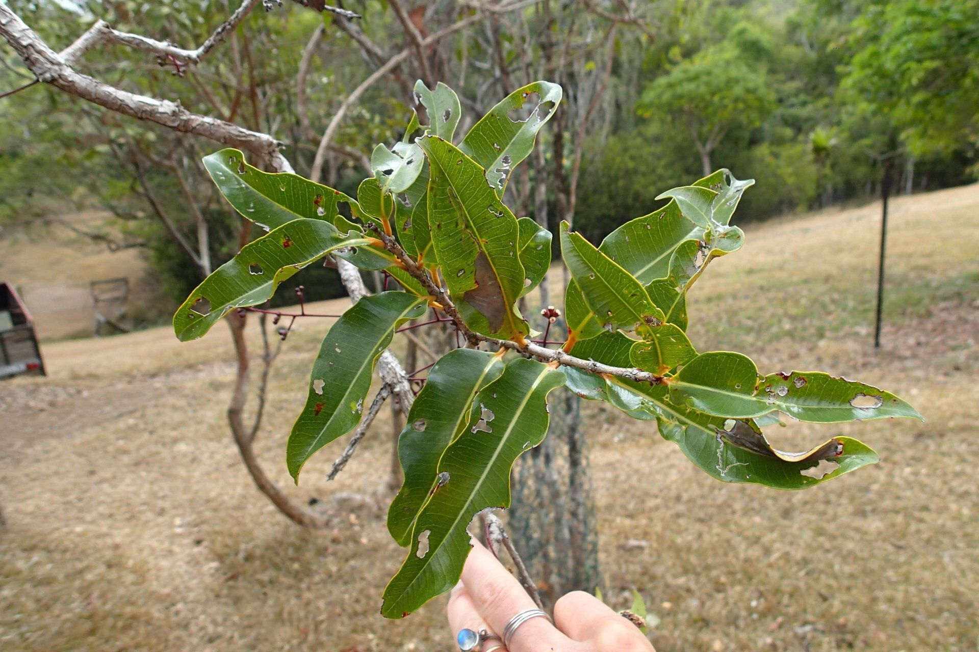 Syzygium poyanum leaf