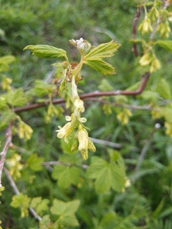 Ribes americanum flower
