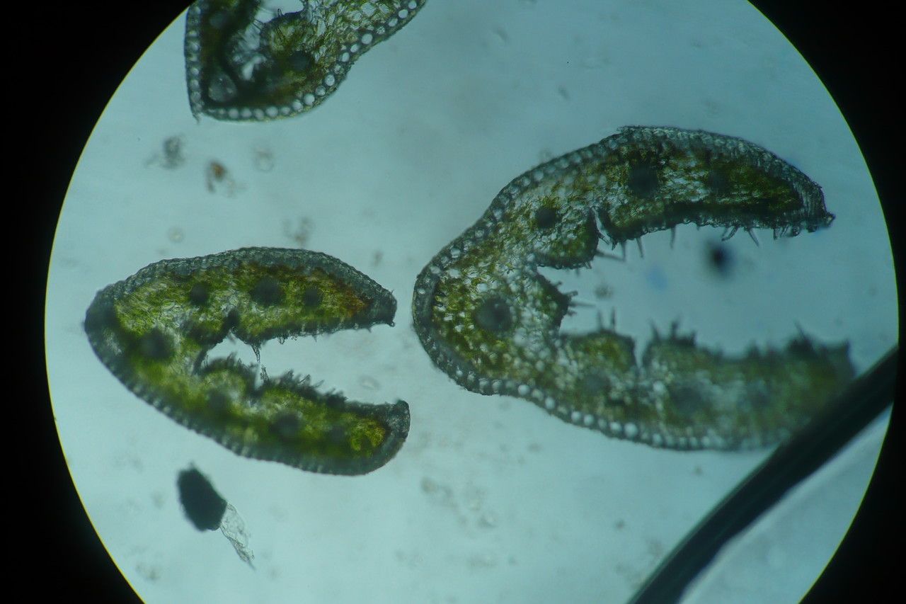 Festuca auquieri leaf