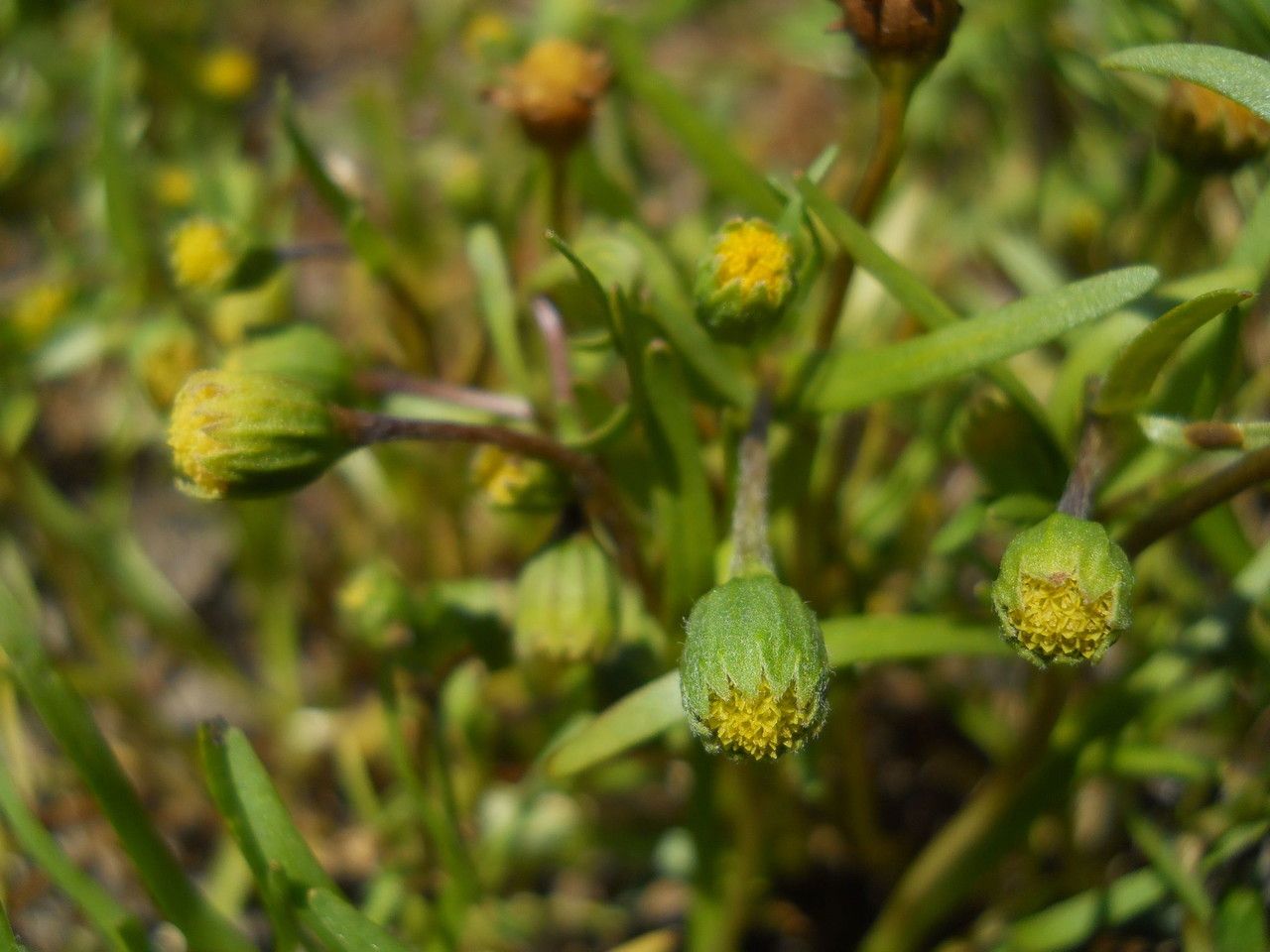 Lasthenia glaberrima habit