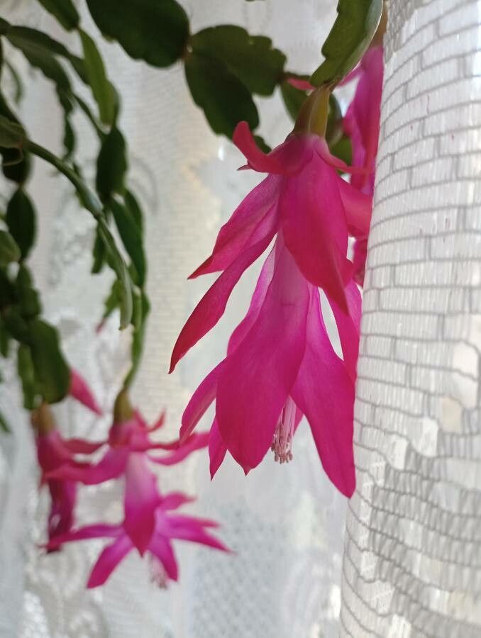 Schlumbergera spp. flower