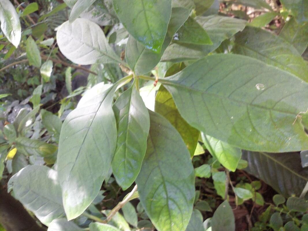 Psychotria punctata leaf
