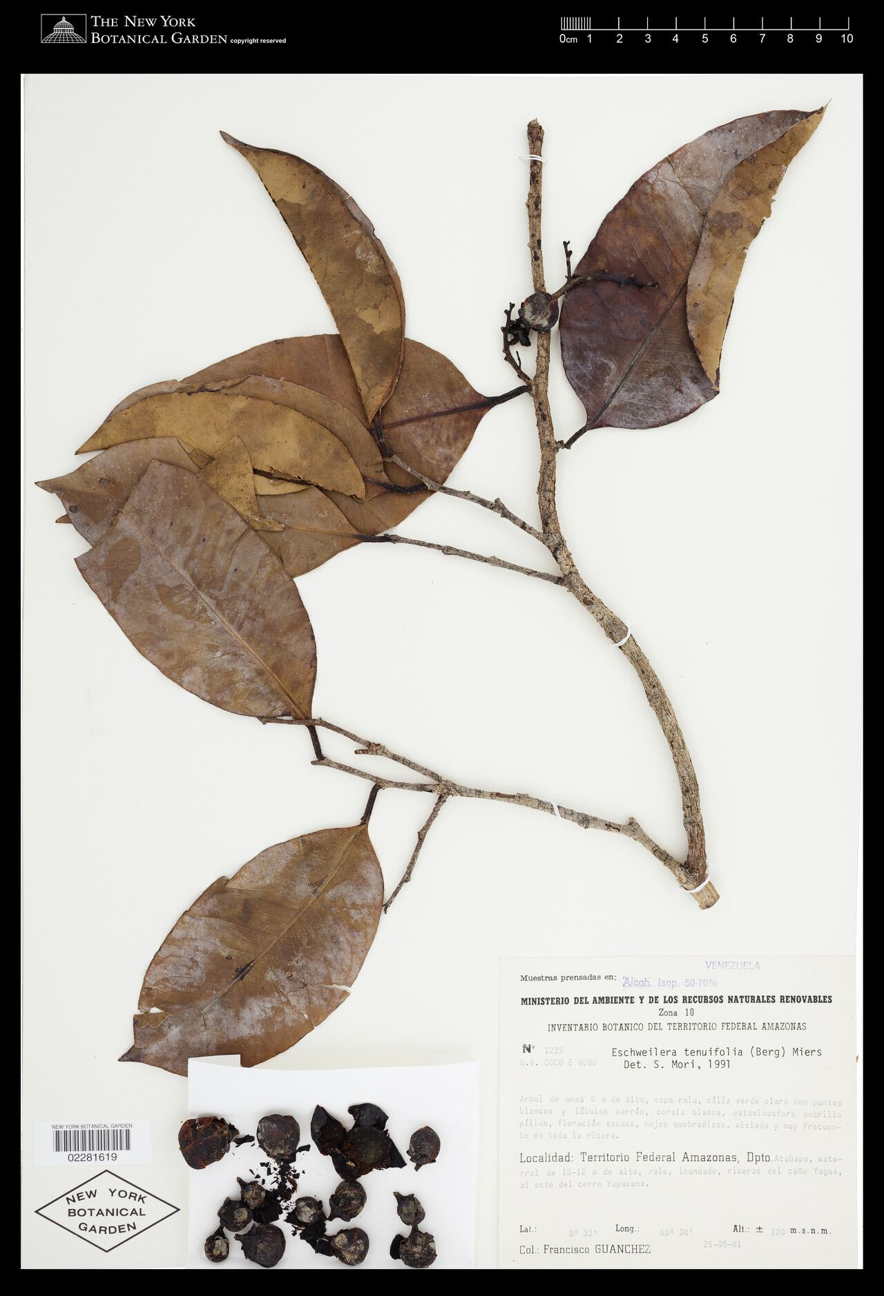 Eschweilera tenuifolia — houseplant care guide