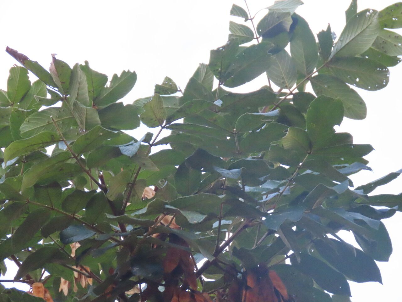 Lonchocarpus ferrugineus — houseplant care guide