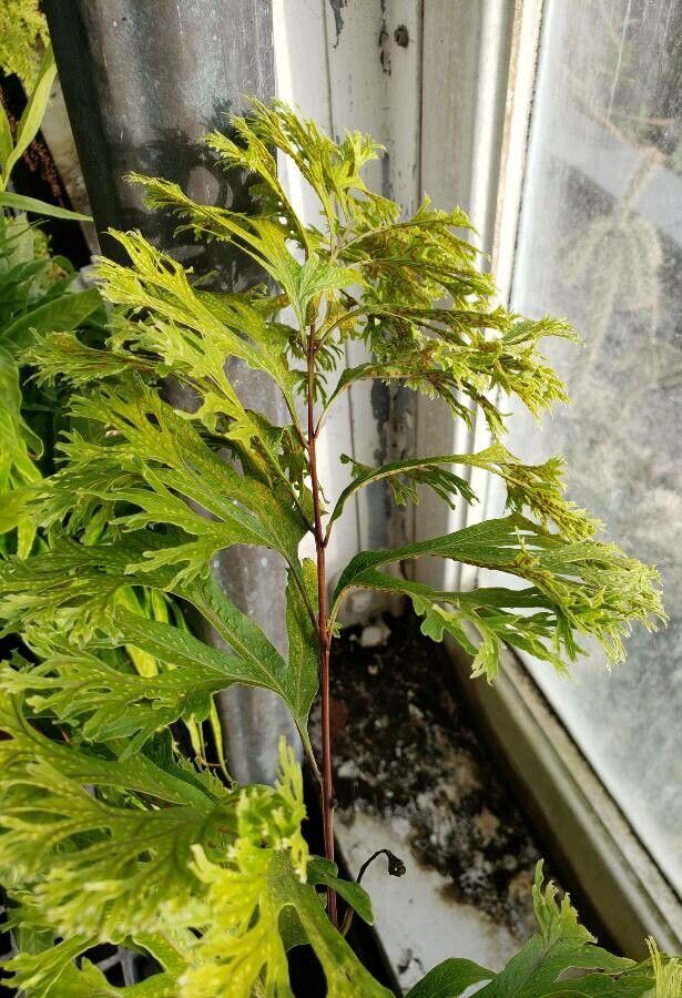 Polypodium attenuatum — pet friendly houseplant