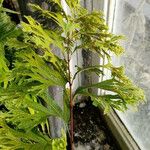 Polypodium attenuatum