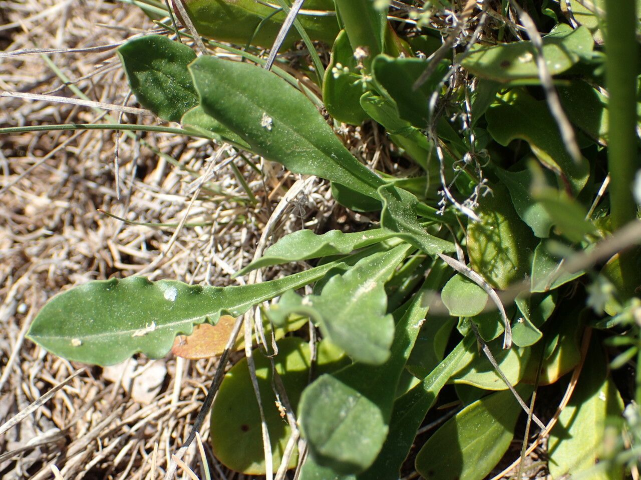Saponaria bellidifolia leaf